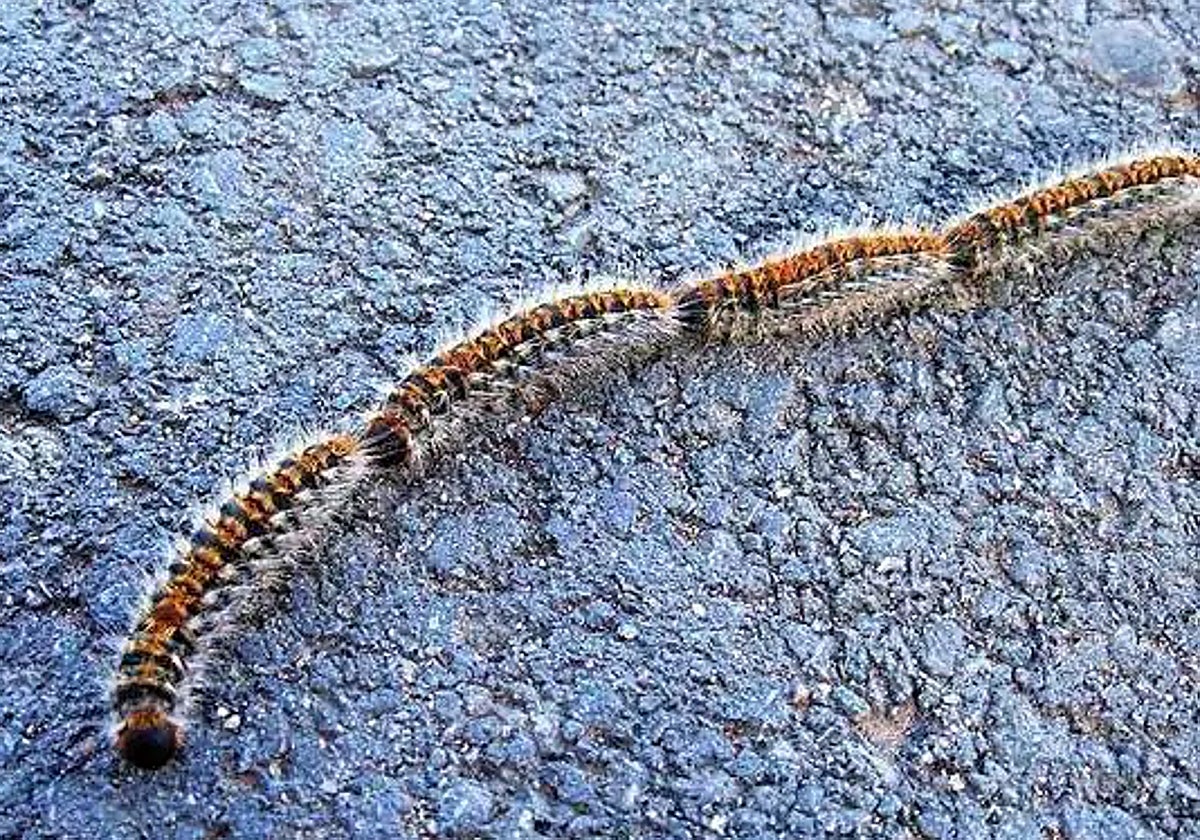 Hilera de orugas procesionarias.