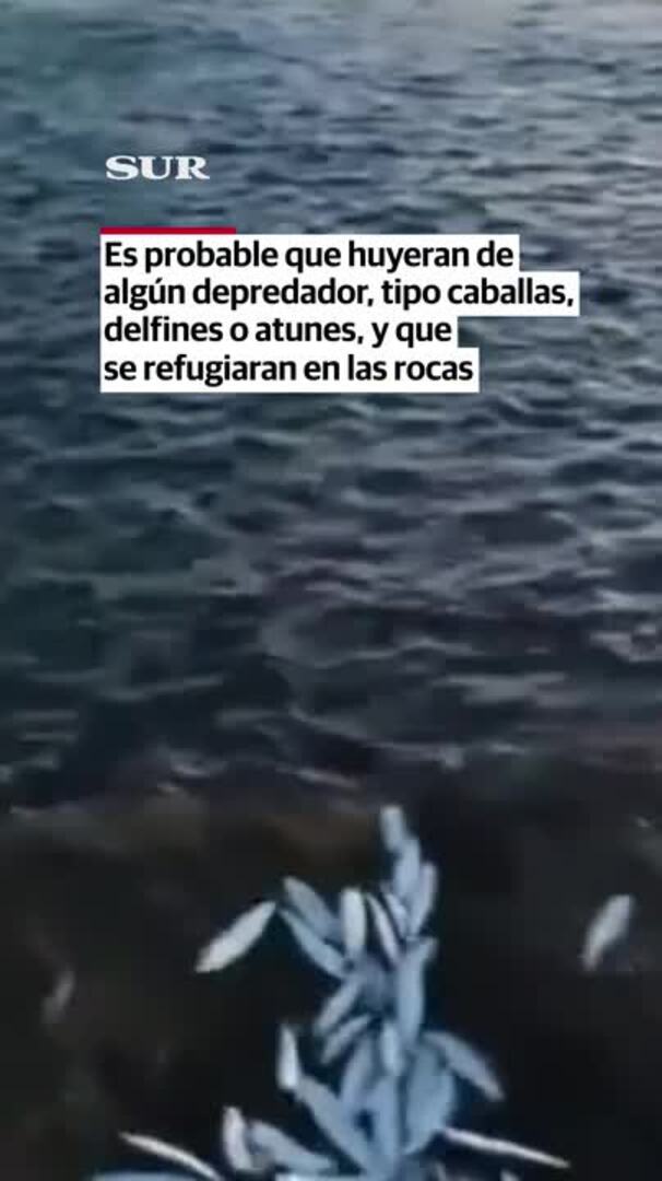 El extraño comportamiento de un banco de peces en Málaga