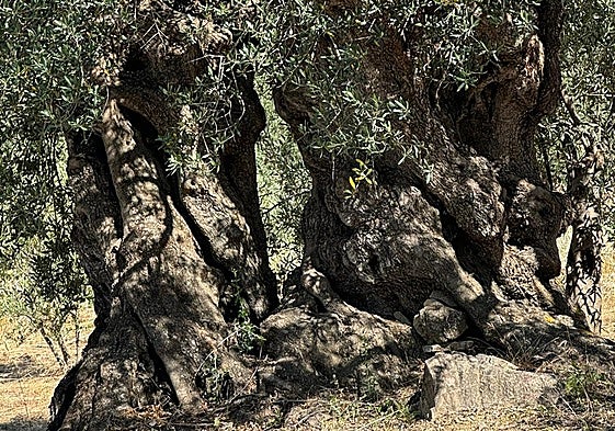 Imagen de uno de los olivos milenarios de Periana.