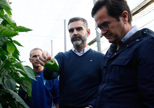 El consejero, en la visita a uno de los invernaderos de pimientos.