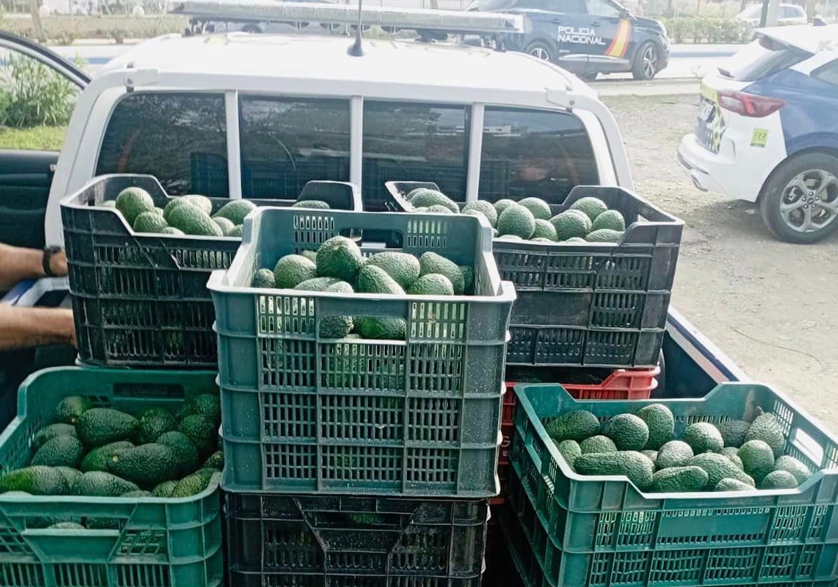 Imagen de los aguacates interceptados por la Policía Local de Vélez-Málaga en Torre del Mar.