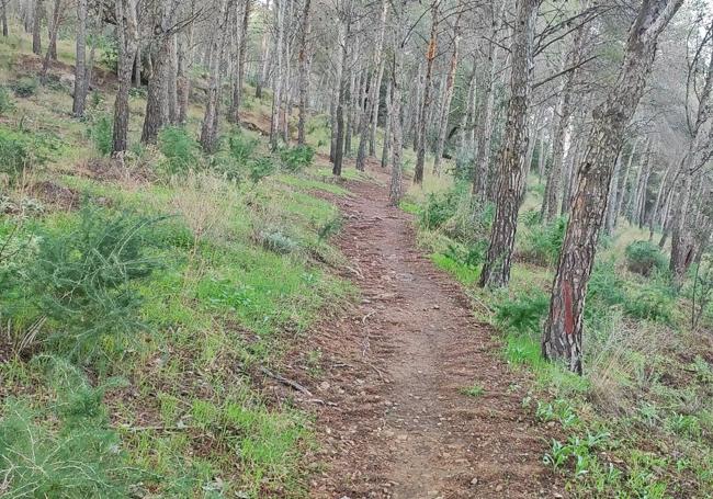 Sendero ascendente por el pinar