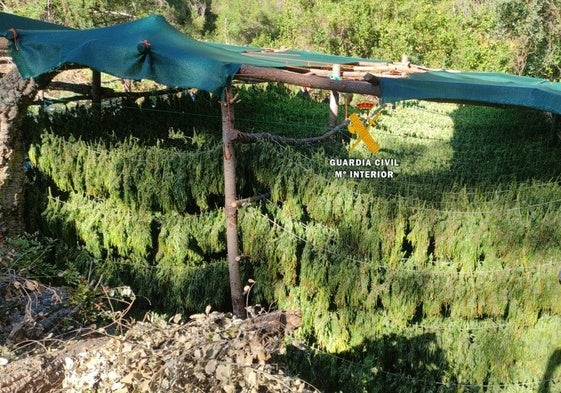 Un detenido tras descubrirse una plantación de marihuana de 5.000 metros cuadrados en plena Sierra de las Nieves