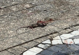 Una rata muerta en el Centro Histórico.