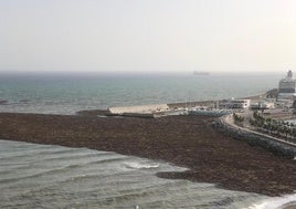 Cañas flotando en la playa de La Malagueta.