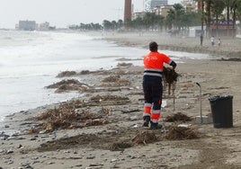 Un operario de Limasam trabaja recogiendo cañas y basuras en las playas del paseo marítimo de Poniente.