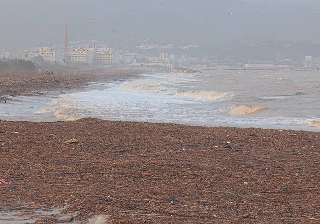Mar de cañas y basura en Guadalmar, junto a la desembocadura del Guadalhorce.