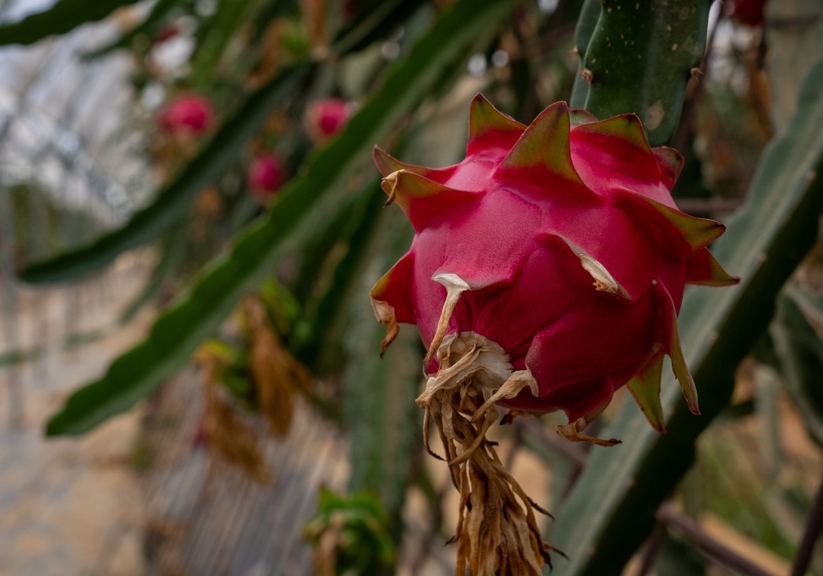 Una plantación de pitaya.