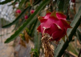 Una plantación de pitaya.