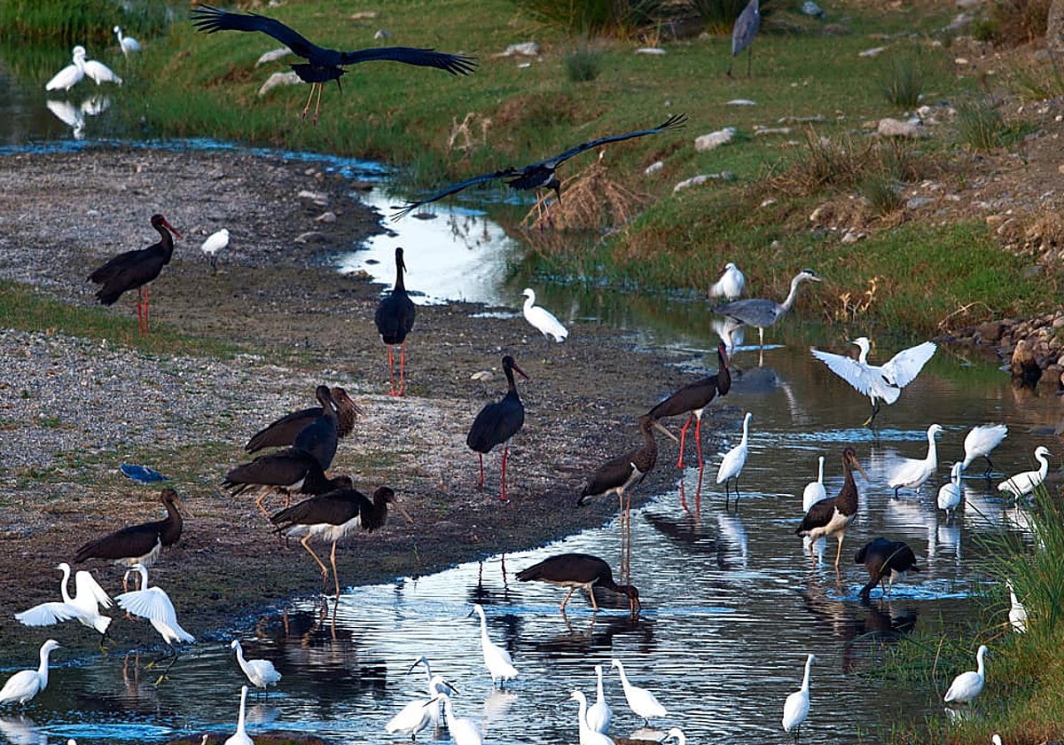 Diferentes especies de aves en el río Grande.