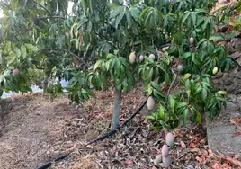 Imagen de una finca de mangos en la Axarquía.