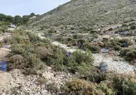 Imagen de la zona en la que se ha llevado a cabo la repoblación en Cómpeta.