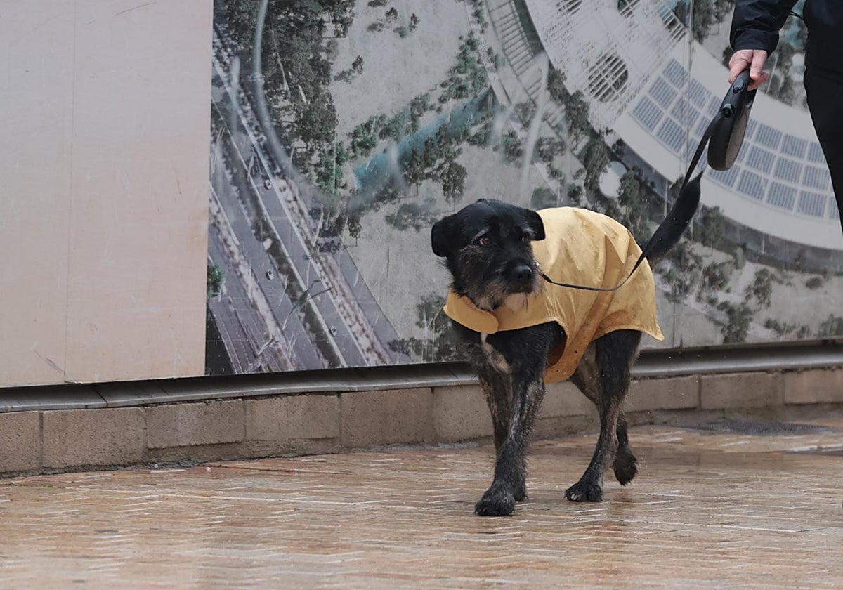 Un perro con un chubasquero pasea por las calles de Málaga.