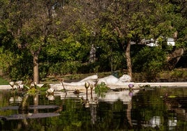 Escultura de la ninfa, ahora en el estanque de nenúfares de la plaza Solymar.