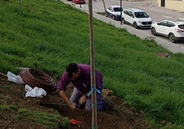 Plantación e instalación de riego, en Peralta.