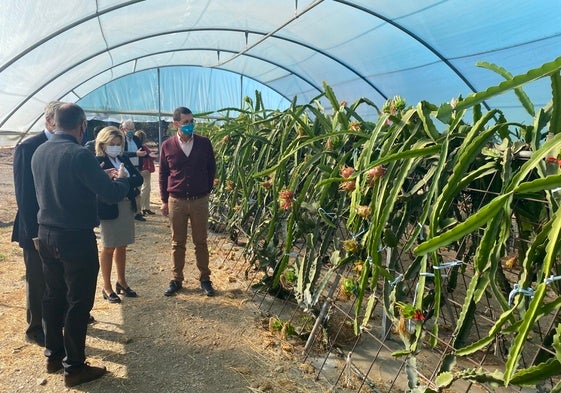 Visita a una de las fincas de pitayas en las instalaciones de La Mayora en Algarrobo.