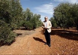 Antonio Luque pasea entre unos olivos, en Antequera.