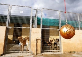 Perros en sus cheniles y la decoración navideña en el refugio de la Protectora de Animales.