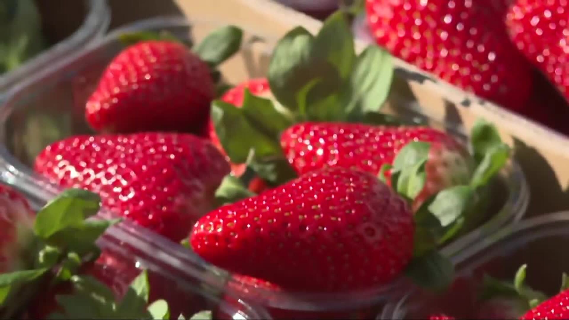 UPA reparte 2.000 tarrinas de fresas en Madrid para reivindicar la calidad del producto