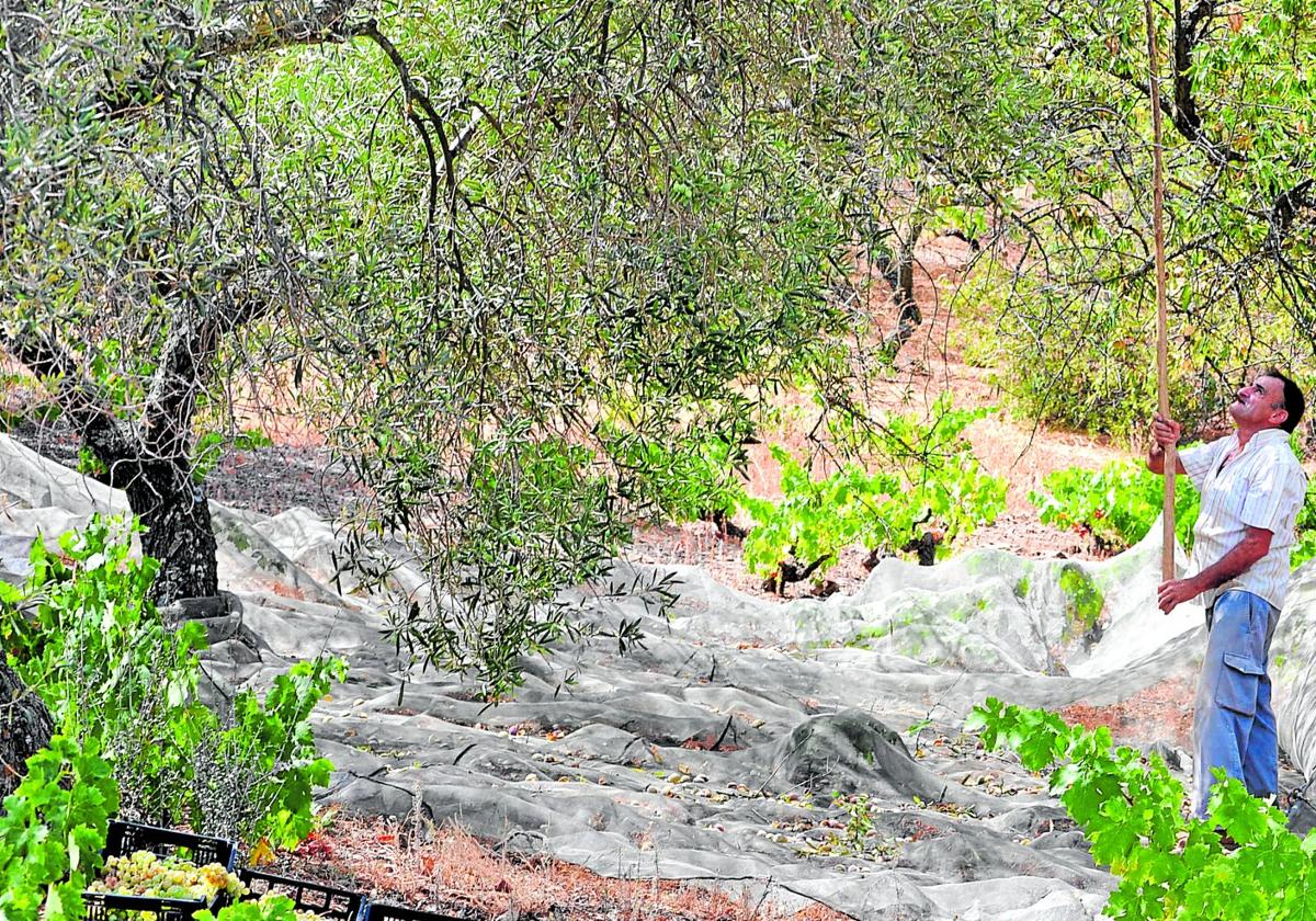 Un olivarero se afanaen cosechar aceitunasen una finca de la provincia de Málaga.