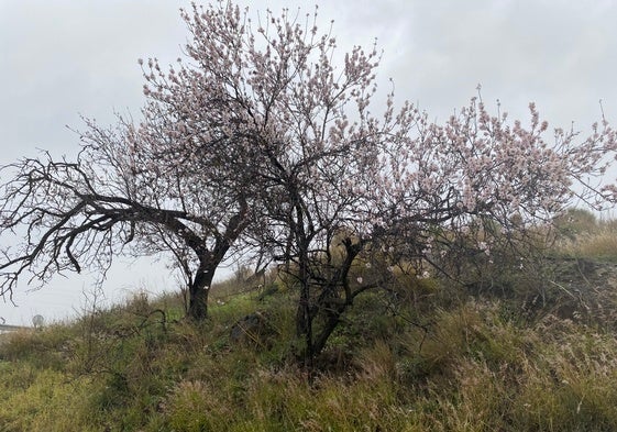 Imagen de almendros en flor en la Axarquía.