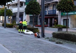 El Ayuntamiento ha comenzado una campaña de poda en Marqués del Duero.