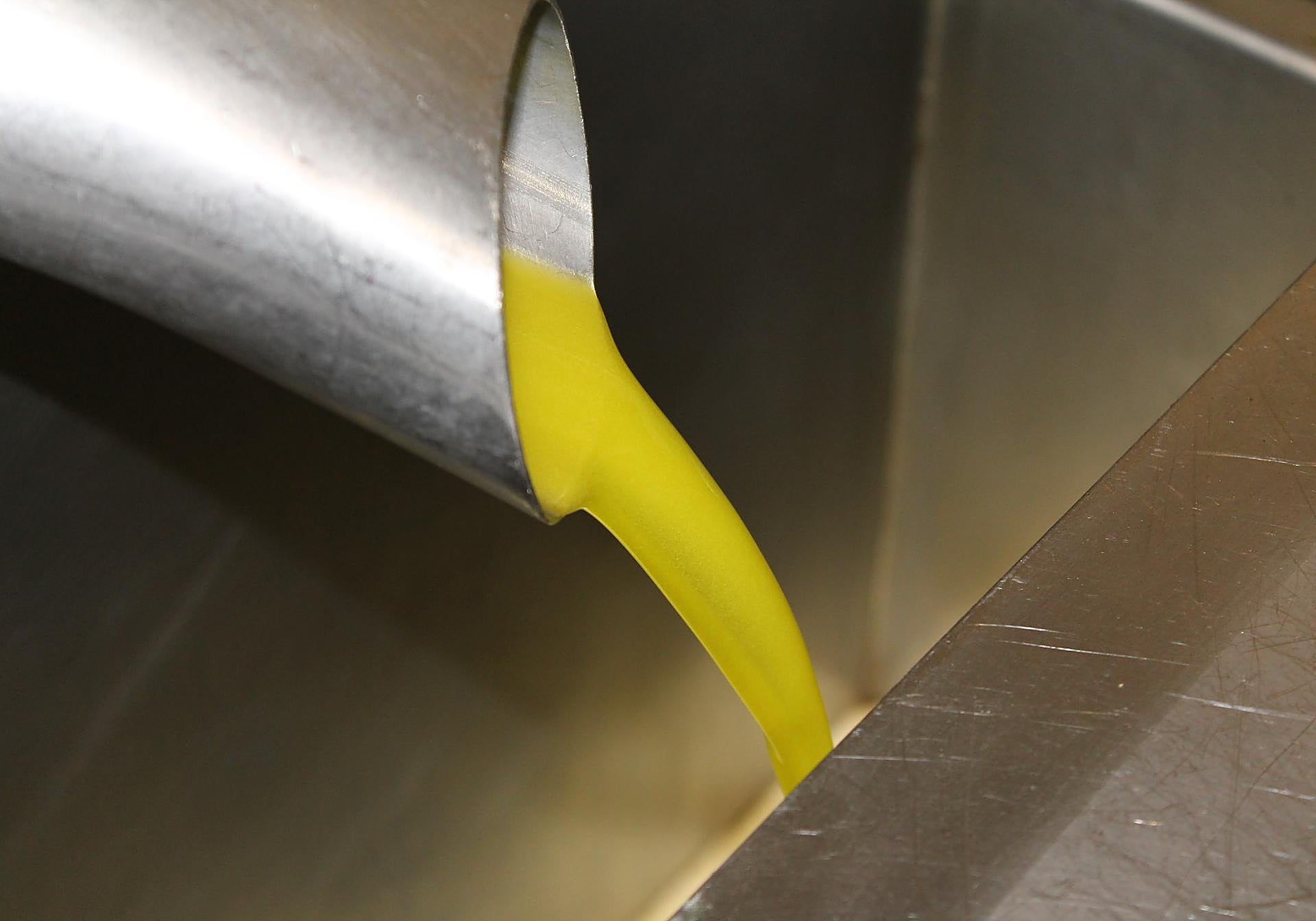 De la hojiblanca a la nevadillo: Una guía para no perderse con las  variedades con las que se hacen aceites en Málaga | Diario Sur