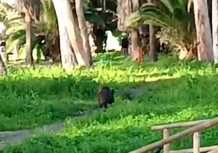 Un jabalí se cuela en los Baños del Carmen de Málaga