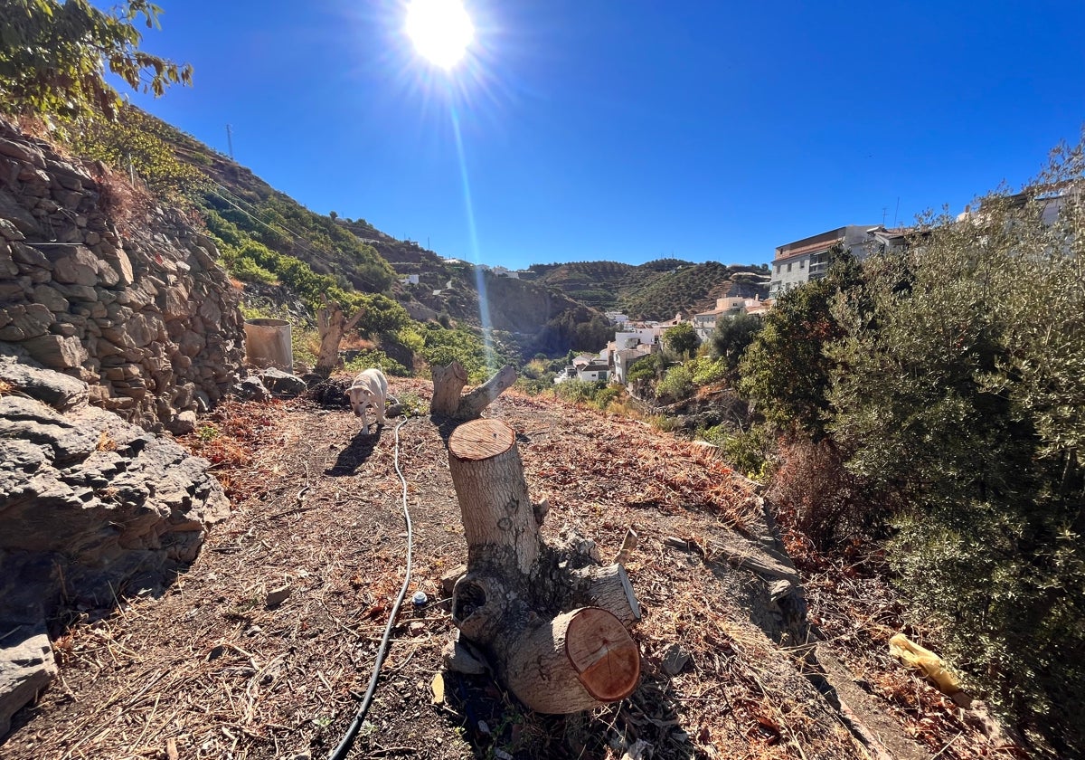 Imagen de una finca con aguacates secos y talados en la Axarquía.