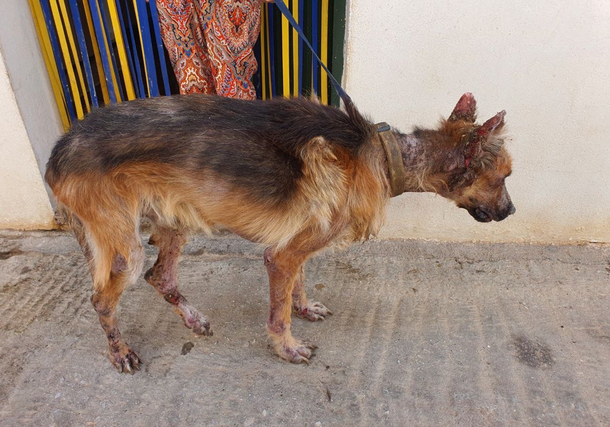 Imagen de unos dos perros que fueron rescatados en Torrox.