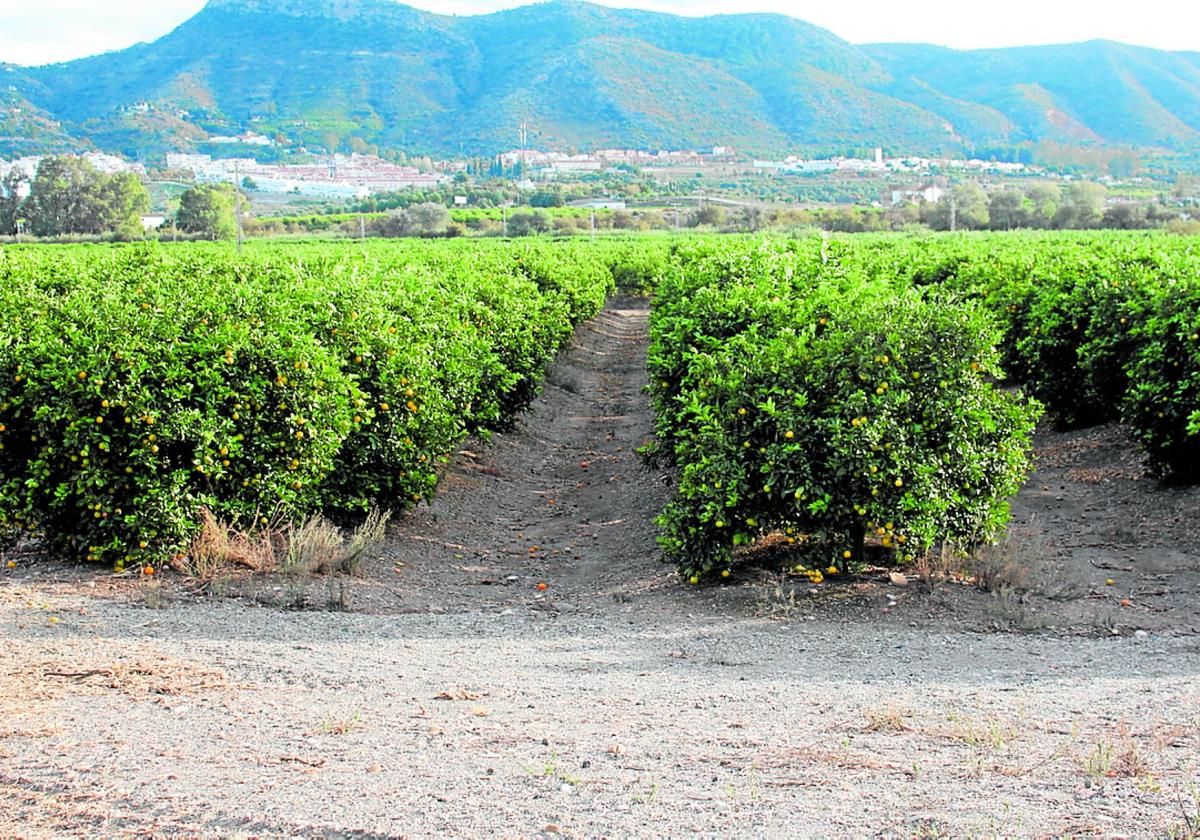 El Valle del Guadalhorce es una delas comarcas con más producción.