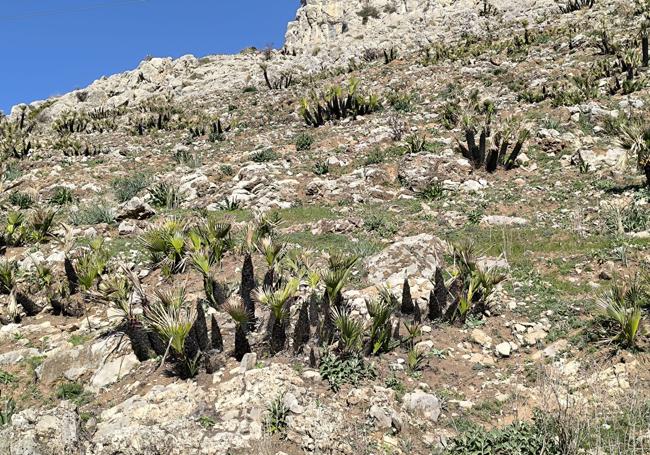 El palmito sorprende por su abundancia en el entorno del túnel de piedra