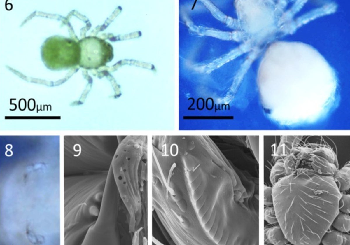 Imágenes ampliadas al microscopio del pequeño arácnido endémico de la Cueva de Nerja.