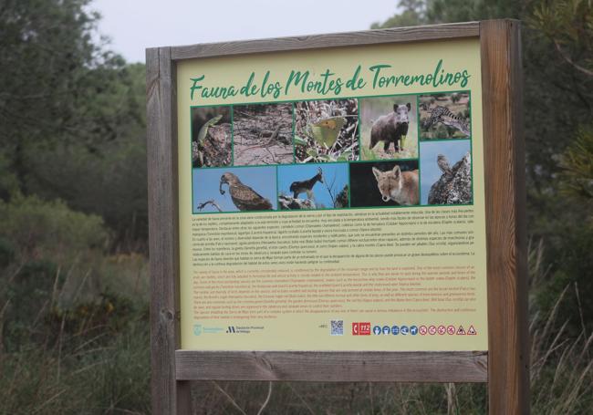 La cabra montés es uno de los mamíferos que habita en la parte alta de la sierra