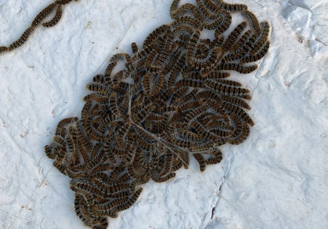 Orugas apelotonadas en el jardín de la casa.