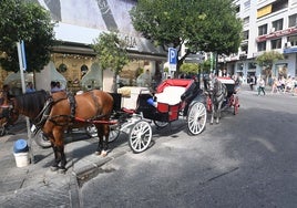 La actividad de los coches de caballos desaparecerá de Marbella en un plazo de 20 años.