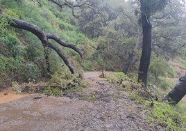 Carretera de Igualeja.