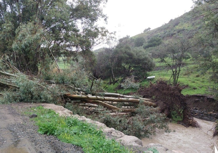 El eucalipto que ha caído en el arroyos de las cañas.