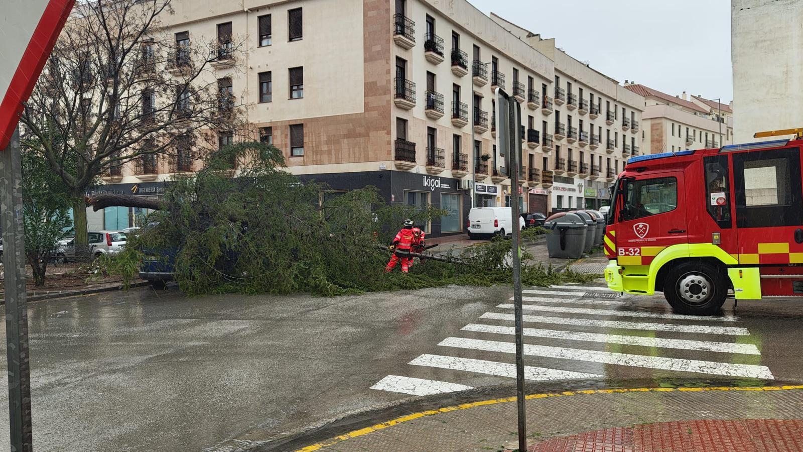 Árbol en Ronda sobre un coche en calle Lola Peña.