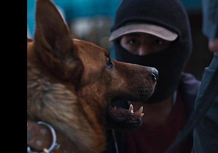 El ladrón de perros