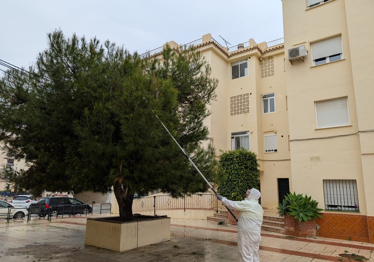 Un operario, en la aplicación del tratamiento un ejemplar de pino en Nerja.