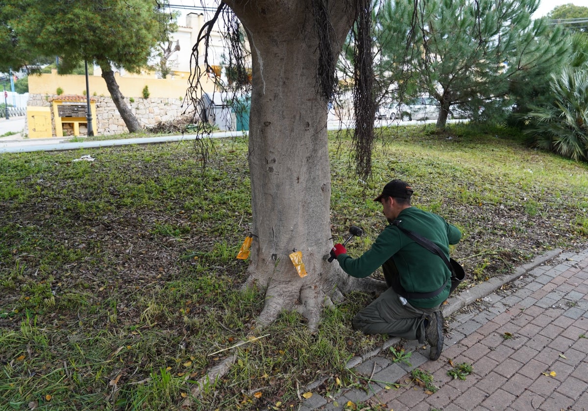 Operario municipal de Parques y Jardines aplicando el tratamiento en un ficus.