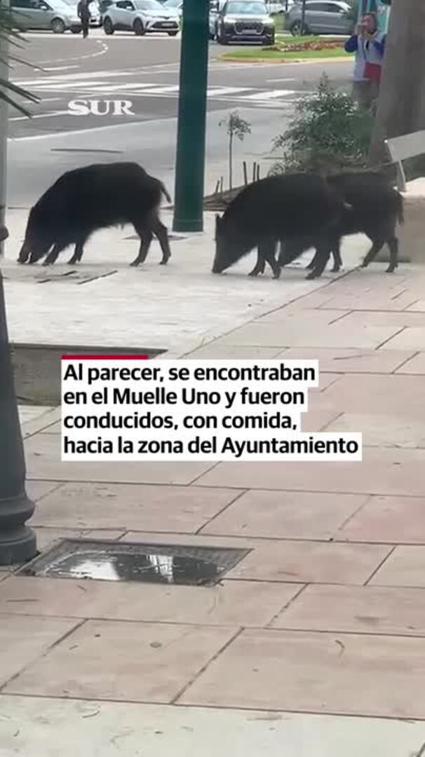 Una piara de jabalíes en pleno Paseo del Parque de Málaga