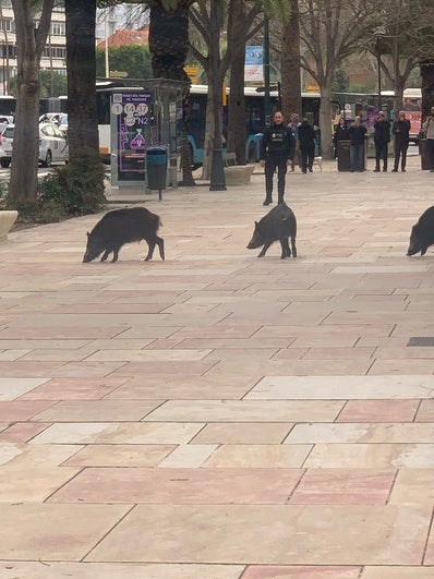 Una piara de jabalíes de paseo por el Parque de Málaga acaban apresados ...