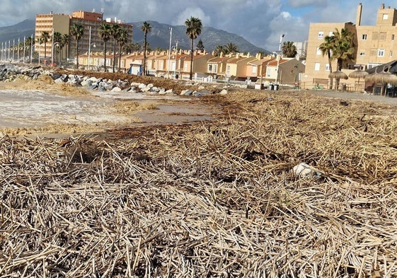 Acumulación de cañas en las playas de Guadalmar tras las últimas lluvias.