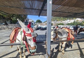 Burro taxis en Mijas