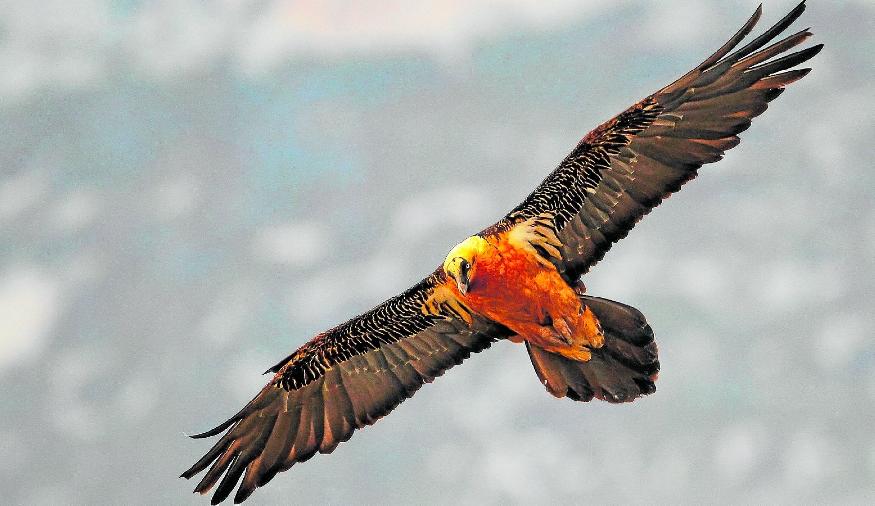 El quebrantahuesos remonta el vuelo tras 30 años del inicio del proyecto de reintroducción