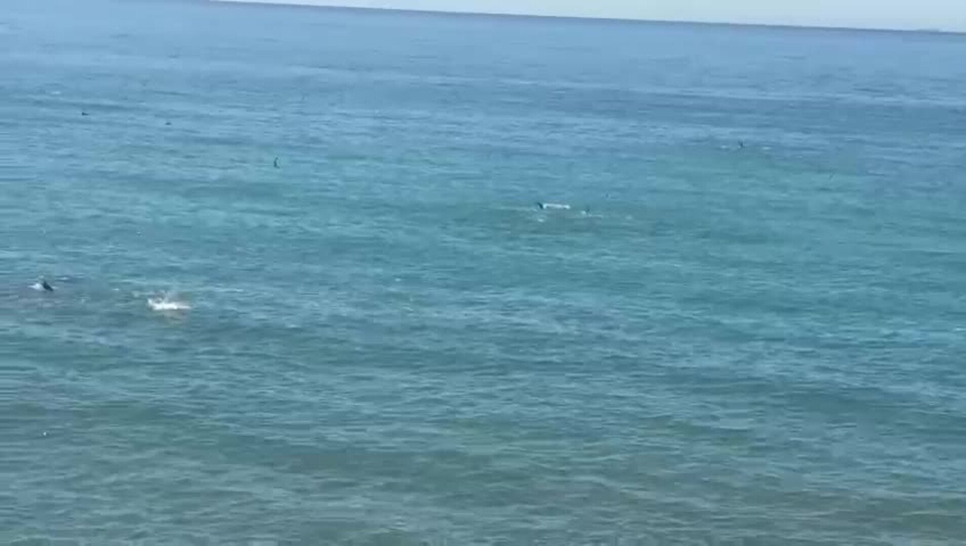El espectáculo de los delfines en la playa de Wilches en Torrox