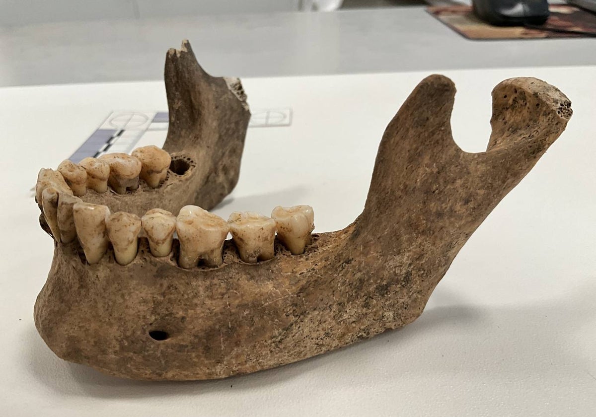 Mandíbula encontrada en el hipogeo de Mármoles y de la que se ha extraído ADN para el estudio.