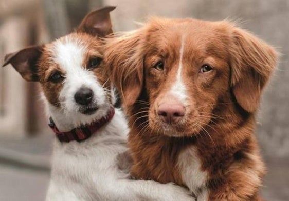 'Mejores amigos' ofrece servicios gratuitos de veterinaria a personas vulnerables con animales de compañía